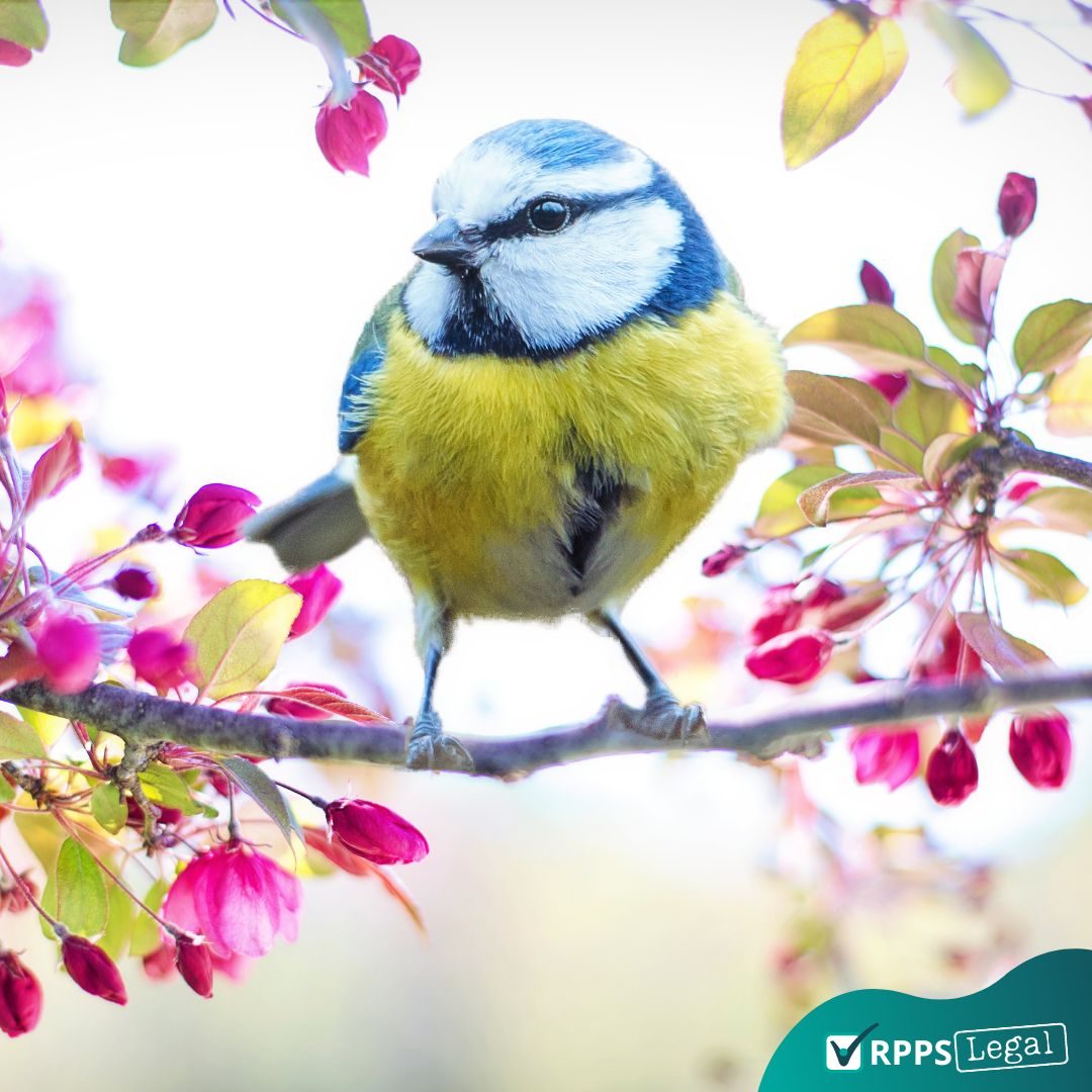 galho-arvore-flores-passarinho-primavera
